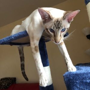 Meet your Posher, Dennis